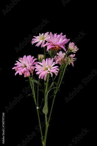 purple asters isolated on black background close-up macro photography