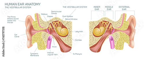 Human ear anatomy vector illustration. The vestibular system, in vertebrates, is a sensory system that creates the sense of balance and spatial orientation for the purpose of coordinating movement.