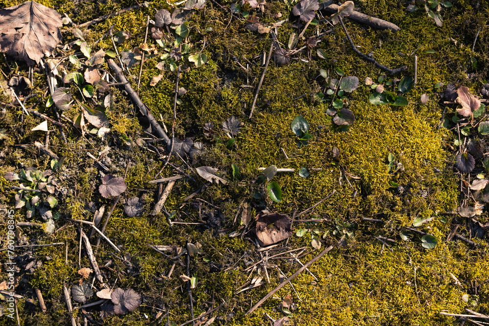 Soil covered with moss in the forest