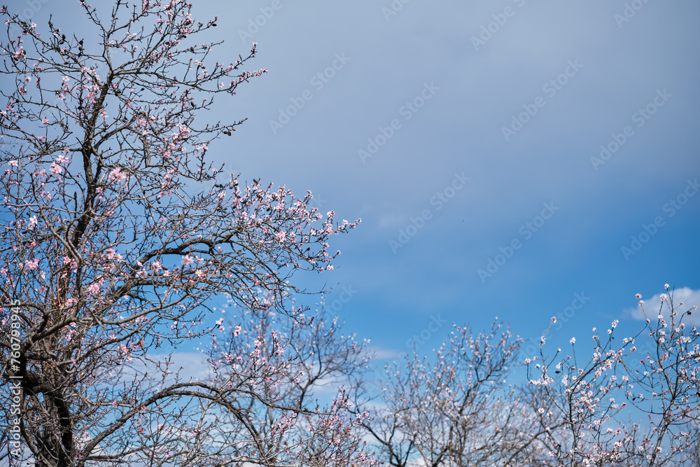 Grove with blooming almond trees in an abandoned old garden against the background of a blue spring sky, tree care and gardening concept Grove with blooming almond trees in an abandoned old garden against the background of a blue spring sky, tree care and gardening concept
