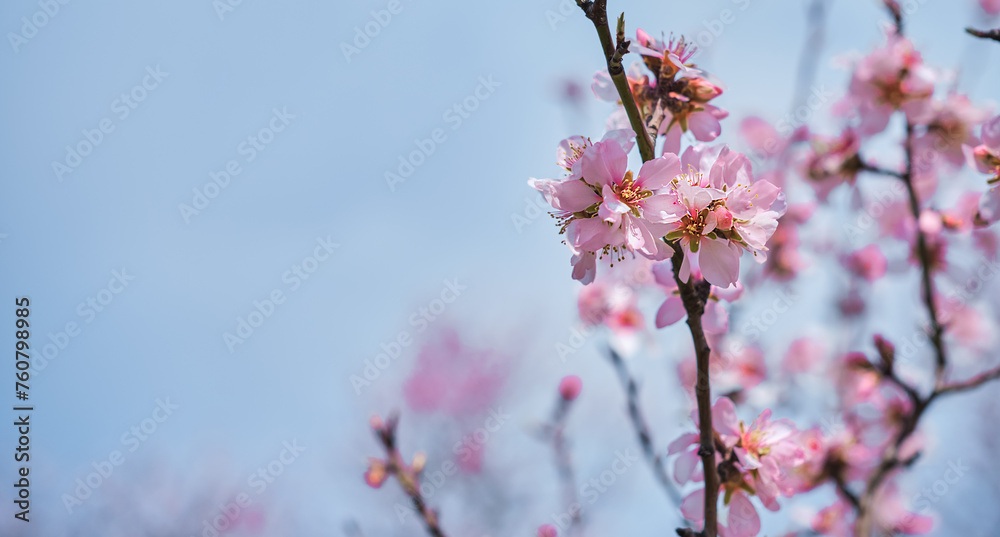 Almond tree inflorescences against blue spring sky background, free space for concept, tree care and gardening or card for Women's Day or Mother's Day Almond tree inflorescences against blue spring sky background, free space for concept, tree care and gardening or card for Women's Day or Mother's Day