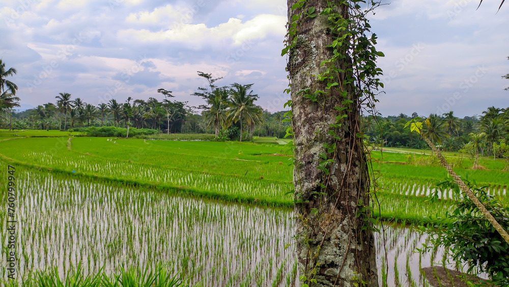 Fototapeta premium View of lush green vast rice fields in Indonesia, Indonesian agriculture