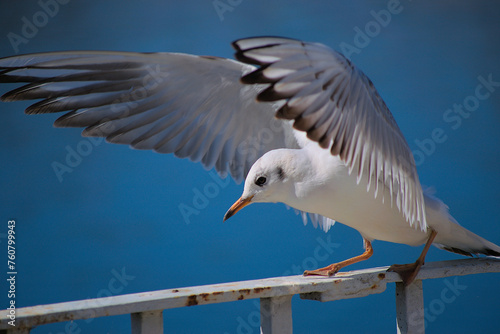 Common tern with wings spread out about to take flight