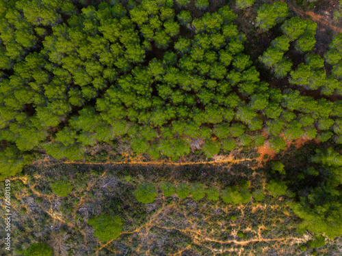 forest - Lac de Lolivet - Villeveyrac, France photo