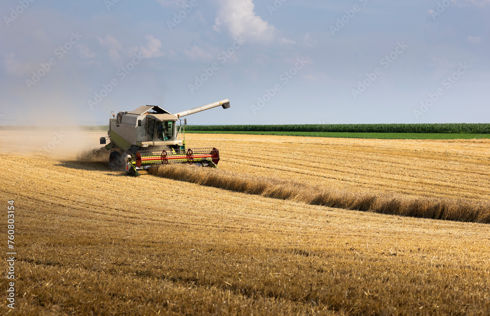 Fototapeta premium Harvesting combine in the wheat.