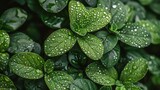 Fresh Green Leaves Covered in Water Drops