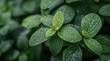 Fresh Green Leaves Covered in Water Drops
