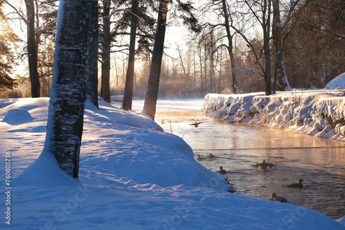 Winter frosty sunny landscape with river and ducks