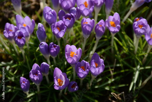 Purple crocuses on the grass. View from above