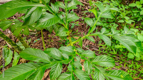 Close-up of the leaves of the green plant porang or Amorphophallus muelleri photo