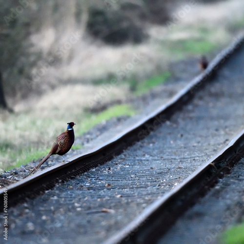 Farbenfrohes Tier (Rebhuhn) auf ollen Bahngleisen einer stillgelegten Bahnstrecke photo
