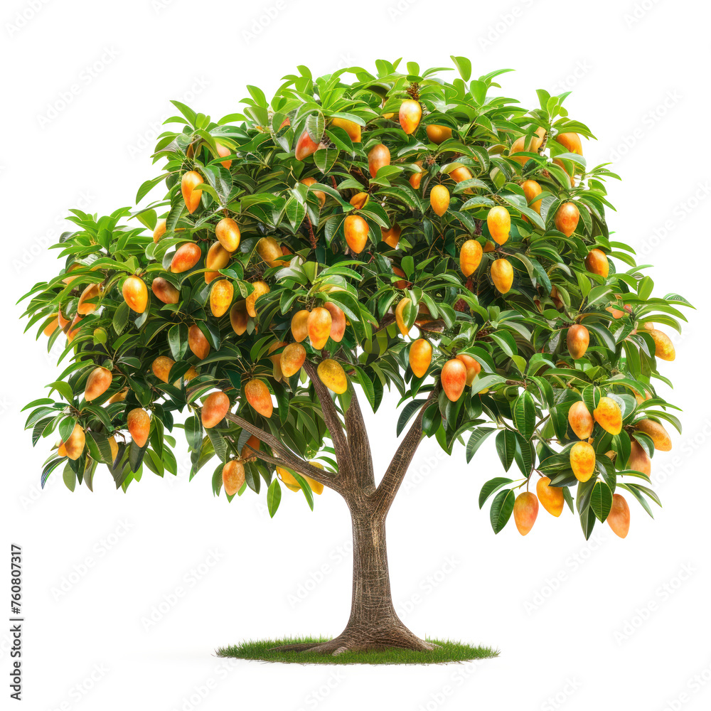 Beautiful mango tree with fresh ripe fruits isolated on transparent background Beautiful mango tree with fresh ripe fruits isolated on transparent background