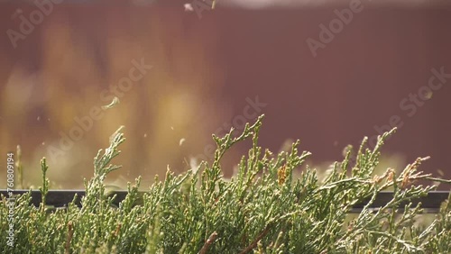 Brushcutter Cuts Bushes Close up. Slow Motion photo