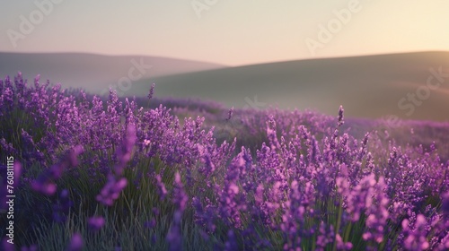A field of lavender swaying gently in the breeze, casting a purple haze against a backdrop of rolling hills.
