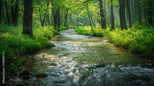 A stream of water flows through a forest