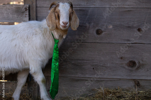 Happy St Saint Patrick's Day Celebration Goat Farm Animal Wearing Green Tie Costume with Brown Grey Barn Wood Background and Space for Text