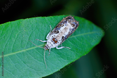 White-backed Marble (Hedya salicella). Beautiful moth of the family Tortricidae, leafroller moths. photo