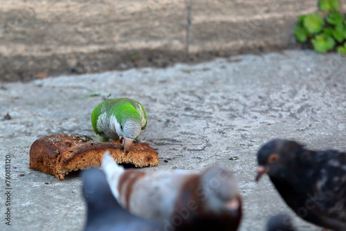 Small green parrots eats a piece of bread between pigeons
