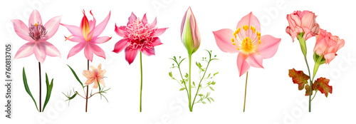 6 different wildflowers of tender watercolor isolated on transparent background, PNG