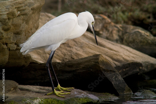 White egret, Egretta garzetta, Ardeidae, Stintino, Sardegna, (Sardinia), Italy (Mediterranean sea)  photo