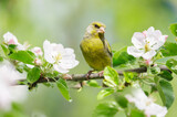 Little bird perching on the branch of blossom apple tree. European greenfinch