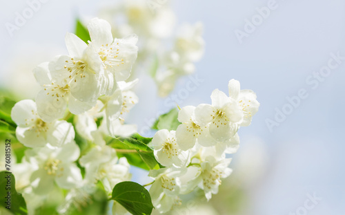 Close up of jasmine flowers on a bush in a garden