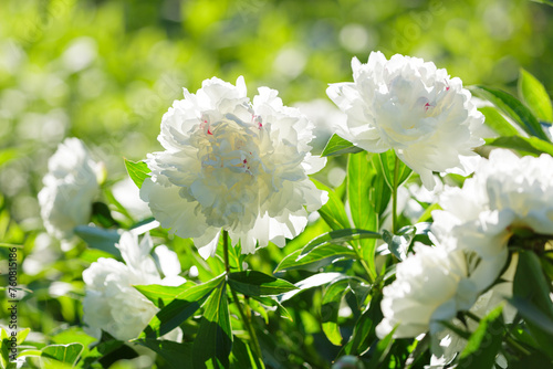 blooming white peony flowers in garden