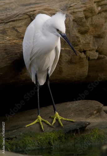 White egret, Egretta garzetta, Ardeidae, Stintino, Sardegna, (Sardinia), Italy (Mediterranean sea)  photo