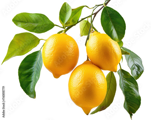 A branch full of fresh ripe lemons isolated on transparent background