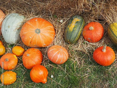 Pumpkins In The Field - Thanksgiving And Fall Background