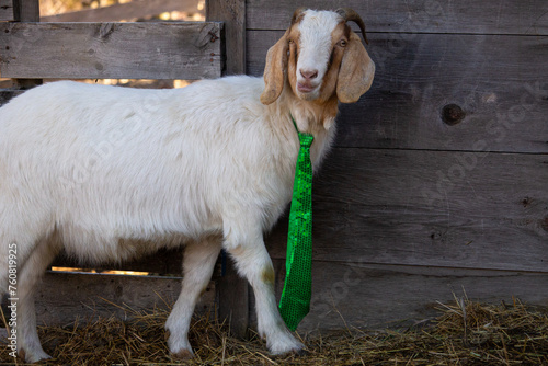 Happy St Saint Patrick's Day Celebration Boer Nubian Mixed Breed Homestead Goat Farm Animal Wearing Green Tie Costume with Brown Grey Barn Wood Background and Space for Text