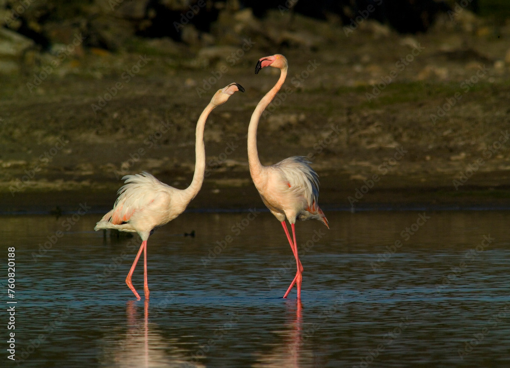 pink flamingo (Phoenicopterus ruber) fighting during courtship display, Stintino, Sardinia, Italy. (Greater) Flamingo. Italy