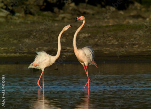 pink flamingo  Phoenicopterus ruber  fighting during courtship display  Stintino  Sardinia  Italy.  Greater  Flamingo. Italy
