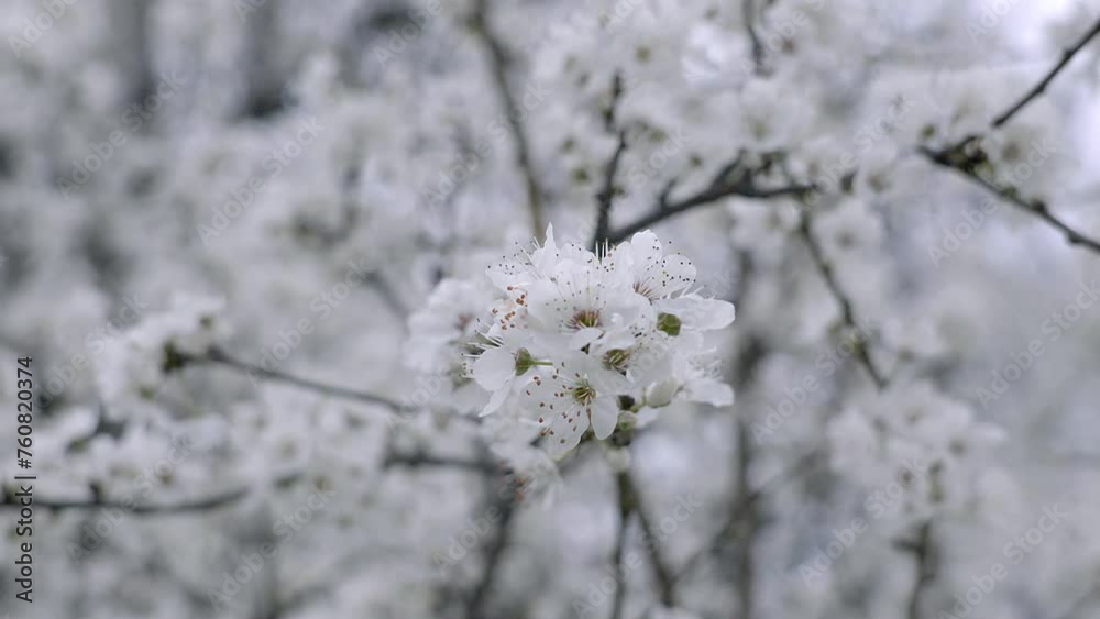 Spring blossomed tree white colors like a snow close up slow motion Spring blossomed tree white colors like a snow close up slow motion