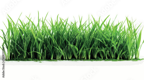 Isolated green grass on a white background vector. High Resolution image of fresh green grass isolated. Realistic green grass, greenery, lawn. Spring meadow. Glade with plants, natural landscape.