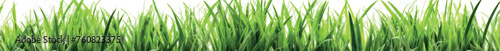Isolated green grass on a white background vector. High Resolution image of fresh green grass isolated. Realistic green grass, greenery, lawn. Spring meadow. Glade with plants, natural landscape.