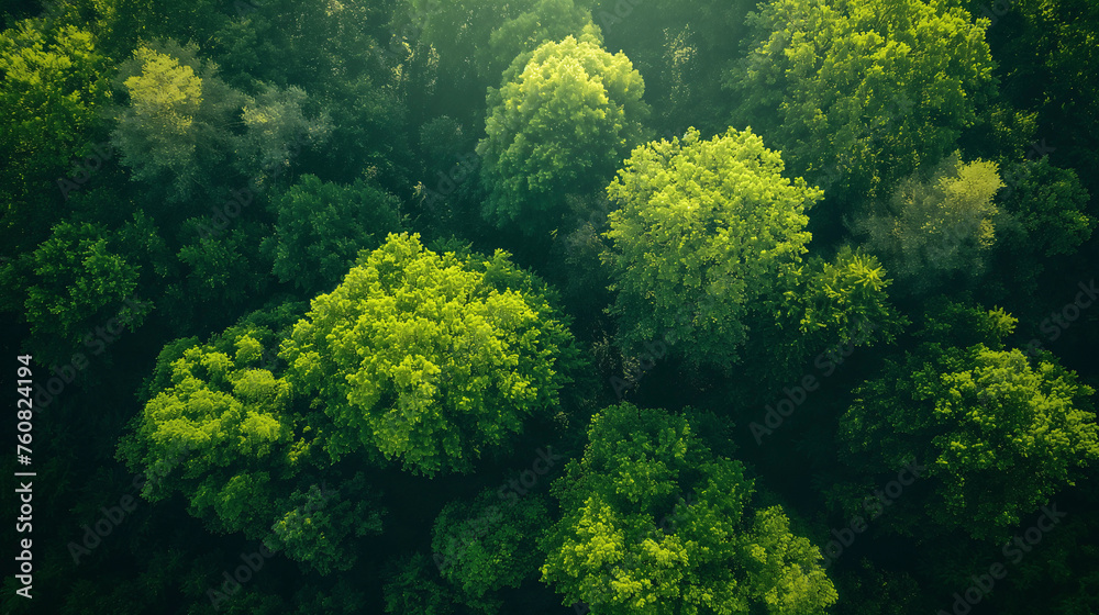 Vista aérea de un bosque denso Vista aérea de un bosque denso