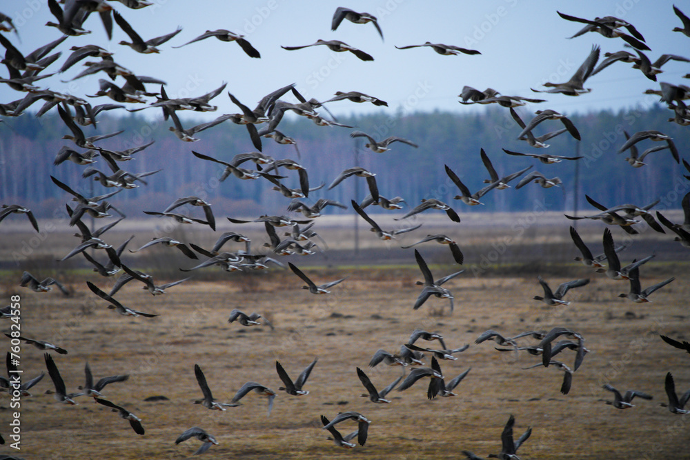 Obraz premium The greylag goose or graylag goose (Anser anser) flock takes to the air
