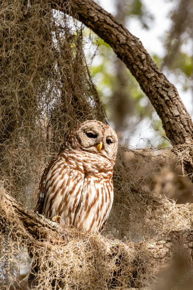 Obraz premium BARRED OWL