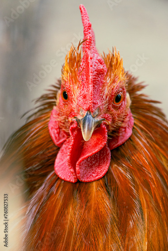 portrait of a rooster