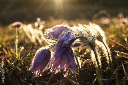 Wallpaper Mural Pasqueflowers (Pulsatilla patens) covered in water drops during the golden hour Torontodigital.ca