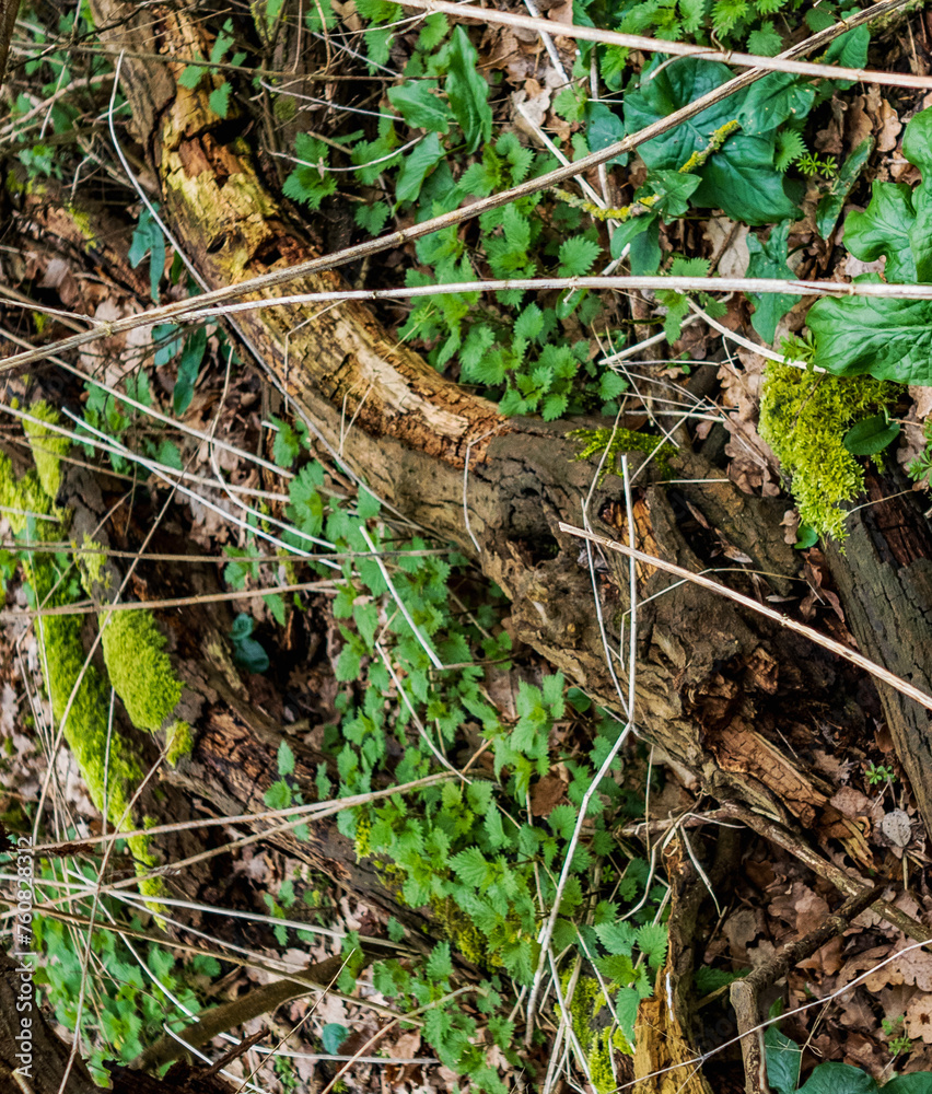 Rotting Log and Grass