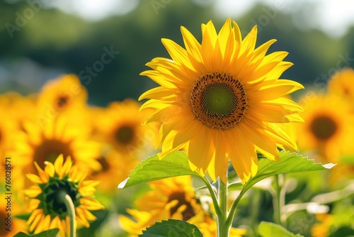 Sunflowers sway gently in a vast field  their vibrant petals reaching toward the sun  bathed in the warm glow of golden sunlight  painting the landscape with hues of yellow and green.