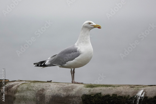 A Herring Gull  Larus argentatus  on the British coast