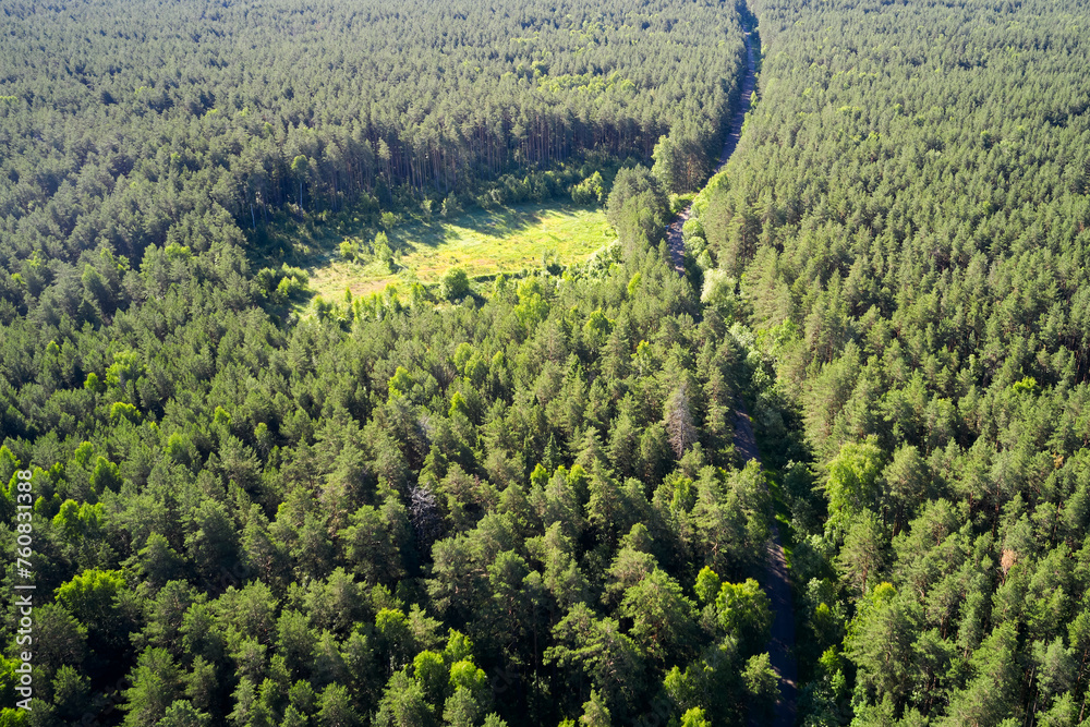 Panoramic aerial view of green forest with road and cut bald area. Aerial photography.