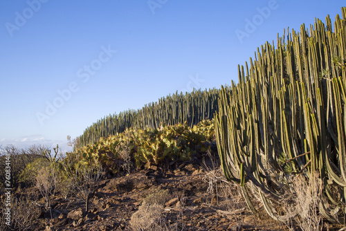 Row of Euphorbia canariensis and Opuntia on a Hillside