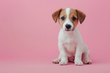 small cute white and brown puppy sitting on pink background with copy space
