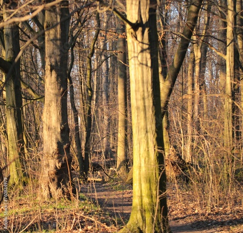 Promienie słoneczne na ścieżce leśnej © Grzegorz