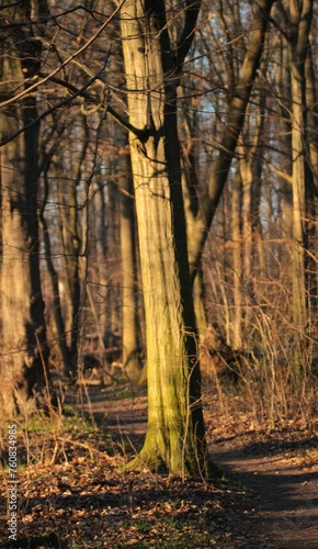 Drzewa w parku wilanowskim © Grzegorz