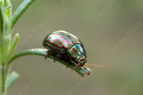 ROSEMARY LEAF BEETLE, Chrysomelid beetle (Chrysolina Americana) Rosemary beetle. Lake Baratz. Sassari, Sardinia. Italy Rosemary parasite